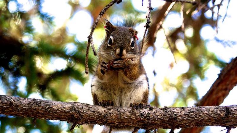 Red squirrels of the Yukon who survive their first year of life can expect to live three and a half years, on average. CREDIT: Ryan Taylor