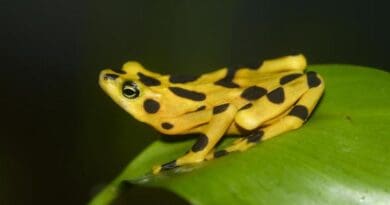 Panamanian golden frog is nearing extinction. CREDIT: Brian Gratwicke/U.S. Fish & Wildlife Service