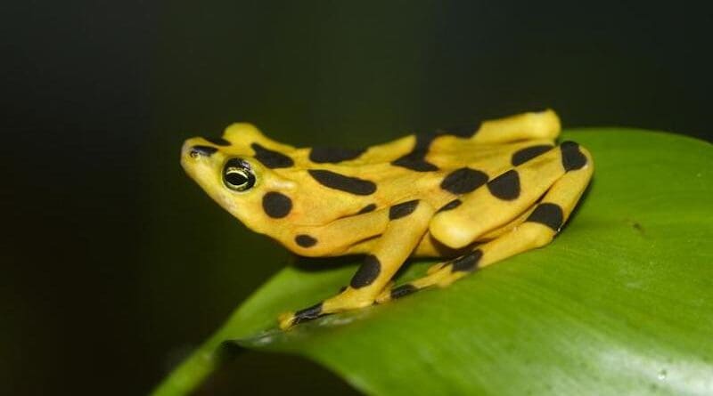 Panamanian golden frog is nearing extinction. CREDIT: Brian Gratwicke/U.S. Fish & Wildlife Service