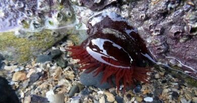 Sea anemones that live on the rocky coasts of the Atlantic are exposed to large differences in water temperature. Depending on the individual's personality, they cope with the heat differently. CREDIT: Jack Thomson