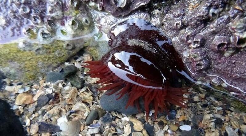 Sea anemones that live on the rocky coasts of the Atlantic are exposed to large differences in water temperature. Depending on the individual's personality, they cope with the heat differently. CREDIT: Jack Thomson