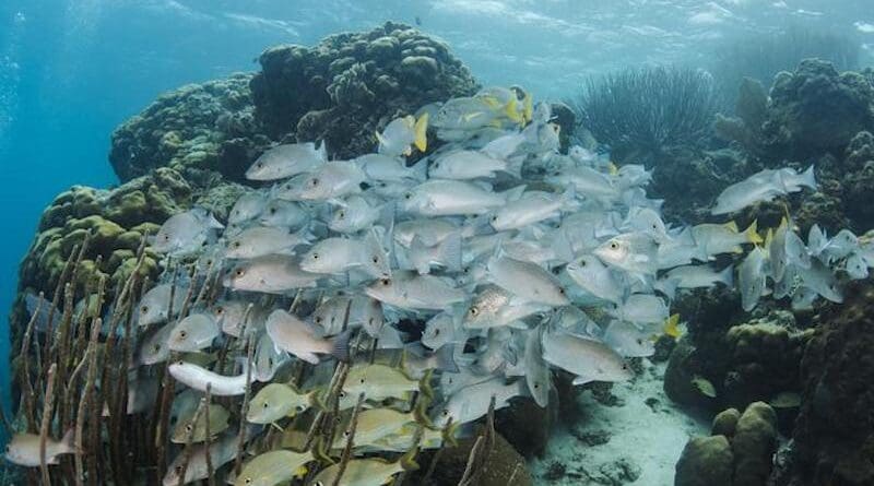 Bluestriped grunts and gray snapper, two fish species vital to the local economy, in Belize’s Hol Chan Marine Reserve. CREDIT Pete Oxford/iLCP