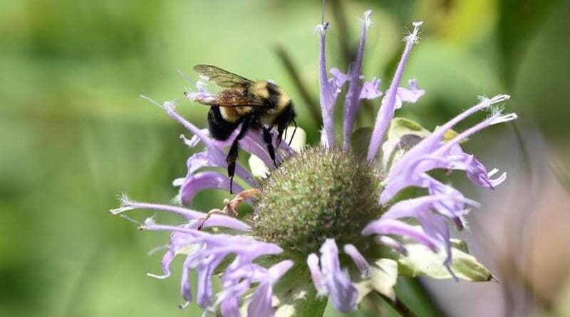 The rusty-patched bumblebee, once common in the United States, has declined from about 90% of its former range. Researchers conducted the first range-wide genetic study of the endangered species to inform recovery efforts. Photo by Jay Watson, a conservation biologist with the Wisconsin Department of Natural Resources CREDIT: Jay Watson