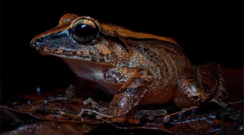 The Leaf litter frog (Haddadus binotatus) emits a distress call at frequencies that humans cannot hear but predators can CREDIT: Henrique Nogueira