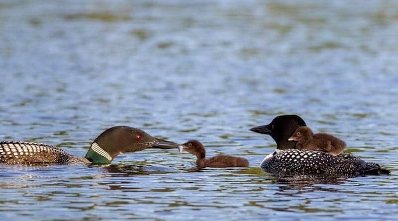 An adult male loon feeds a small fish to one chick, while the other chick rides on the back of the female parent CREDIT: Linda Grenzer