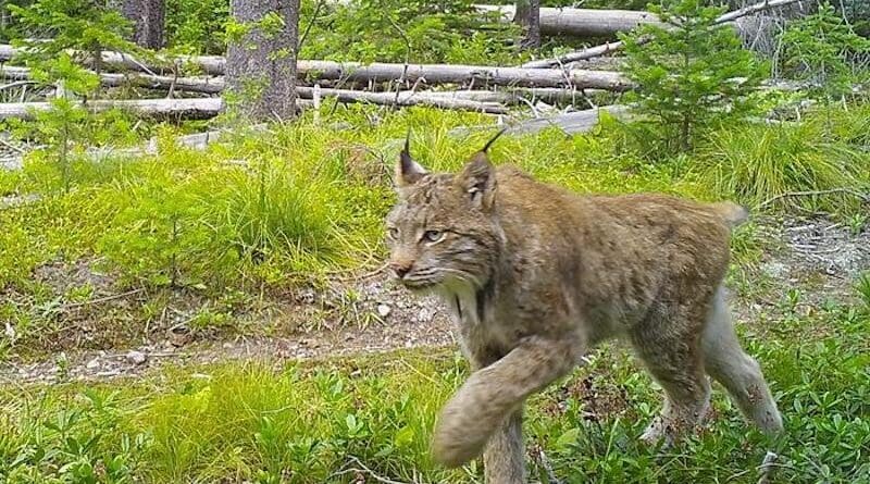 Using a model validated by historic records, researchers found that in 1900, Canada lynx had more suitable habitat in the U.S. than the few northern corners of the country where they are found currently. The model also helped reveal more potential future habitat for lynx in the future: namely in parts of Utah, central Idaho and the Yellowstone National Park region. CREDIT: Washington State University