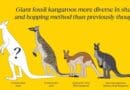 An artist’s impression of the newly described fossil species Protemnodon viator and its relative Protemnodon anak, compared at scale to the living red kangaroo and eastern grey kangaroo. CREDIT: Flinders University