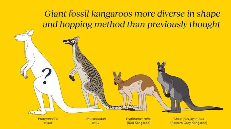 An artist’s impression of the newly described fossil species Protemnodon viator and its relative Protemnodon anak, compared at scale to the living red kangaroo and eastern grey kangaroo. CREDIT: Flinders University