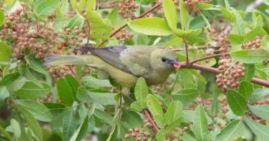 The nondescript Palm Tanager (Thraupis palmarum) feeds on berries and excretes the indigestible seeds elsewhere. This is how the bird is spreading trees. CREDIT: Mathias Pires
