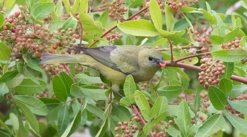 The nondescript Palm Tanager (Thraupis palmarum) feeds on berries and excretes the indigestible seeds elsewhere. This is how the bird is spreading trees. CREDIT: Mathias Pires