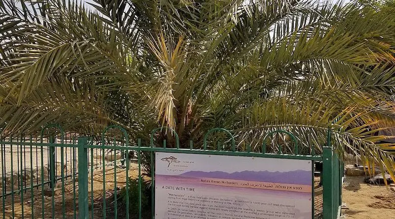 The Judean date palm at Ketura, Israel, nicknamed Methuselah. Photo Credit: DASonnenfeld, Wikipedia Commons