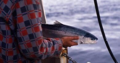 A steelhead trout caught in the Gulf of Alaska in 1990 aboard the fishing vessel W.E. Ricker is prepared for release after being tagged by researchers. CREDIT: Photo by Skip McKinnell