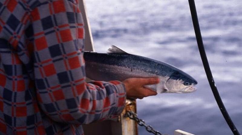A steelhead trout caught in the Gulf of Alaska in 1990 aboard the fishing vessel W.E. Ricker is prepared for release after being tagged by researchers. CREDIT: Photo by Skip McKinnell