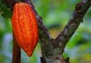 cacao tree pod