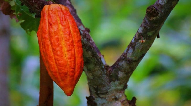 cacao tree pod