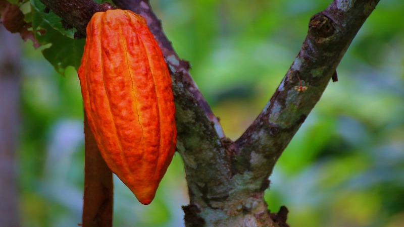 cacao tree pod