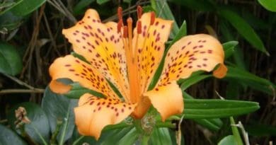 Among the characteristics differentiating this lily from other sukashiyuri are its leaves, which curve almost like a claw at the tips. CREDIT: Osaka Metropolitan University