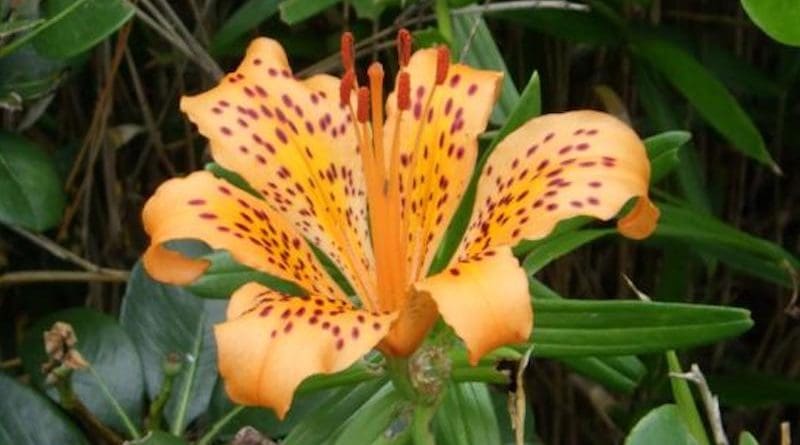 Among the characteristics differentiating this lily from other sukashiyuri are its leaves, which curve almost like a claw at the tips. CREDIT: Osaka Metropolitan University