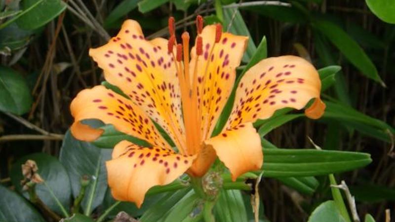 Among the characteristics differentiating this lily from other sukashiyuri are its leaves, which curve almost like a claw at the tips. CREDIT: Osaka Metropolitan University