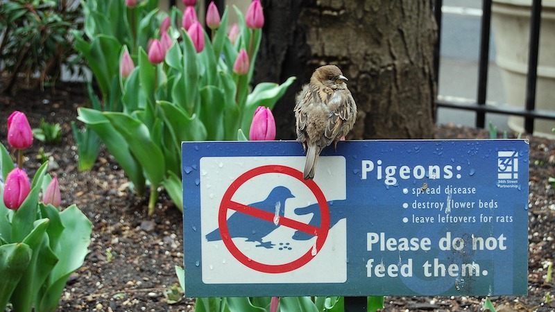 Avian Flu Detected In New York City Wild Birds – Eurasia Review