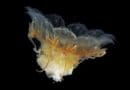 The jellyfish Cynaea capillata CREDIT: Alfred Wegener Institute / Joan J. Soto-Angel