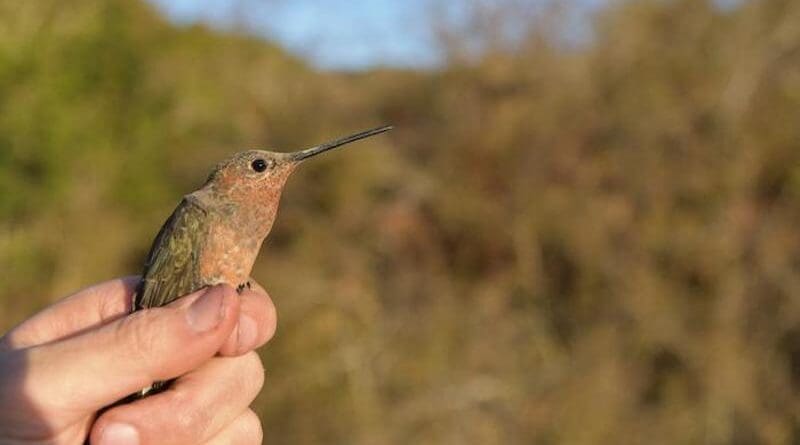 Southern Giant Hummingbird prepares to take flight. CREDIT: Chris Witt
