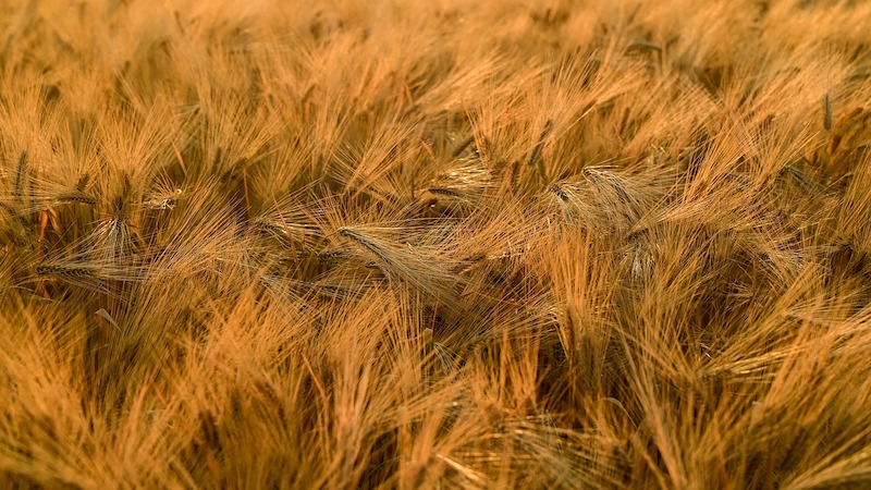 grain wheat harvest