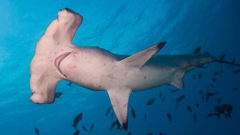 Scalloped Hammerhead Shark (Sphyrna lewini). Photo Credit: WIKIMEDIA COMMONS Kris Mikael Krister CC BY 3.0