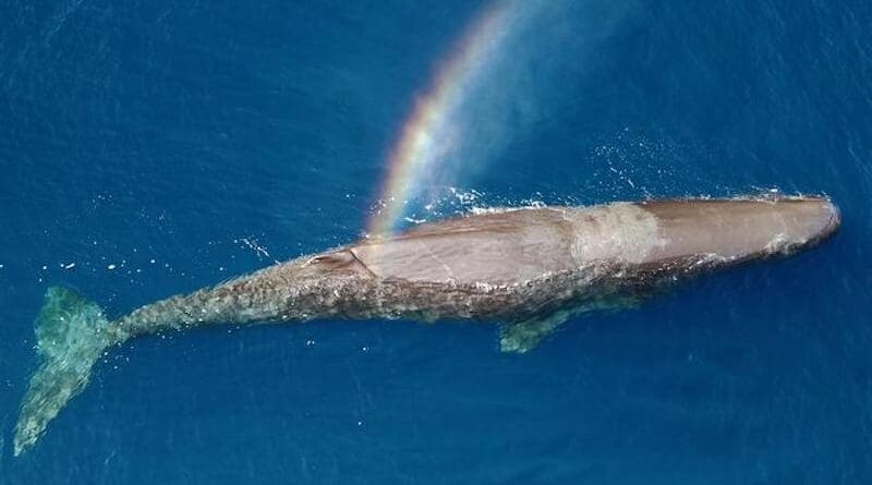Sperm whale CREDIT: Tethys Research Institute, Italy