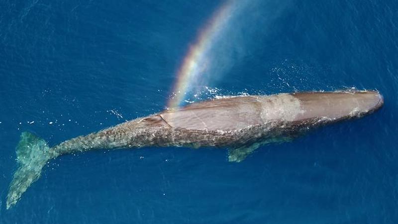 Sperm whale CREDIT: Tethys Research Institute, Italy
