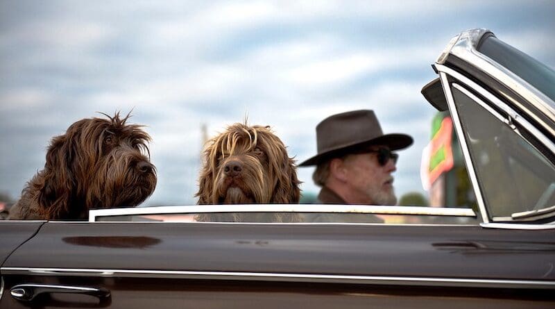 elderly man driving car dogs