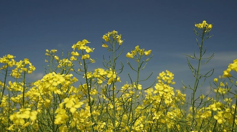 canola plants