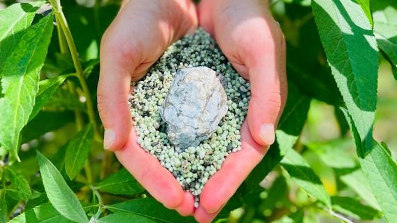 A person's hands cup a sample of pelletized agricultural fertlizer and a piece of the phosphate rock from which it is created. CREDIT: Robert Hill, Duke University