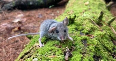 A mouse sits on a mossy log in a Maine forest. CREDIT: Photo courtesy of Brigit Humphreys