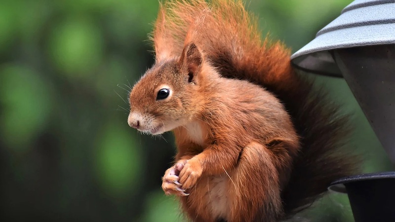 red squirrel