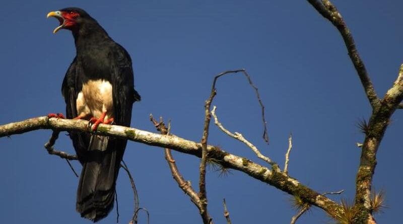 An adult Red-throated caracara (Ibycter americanus) vocalizing and perching on a branch of a tree in the Upala's (Alajuela province) rain forest of Costa Rica. CREDIT: Pablo Camacho