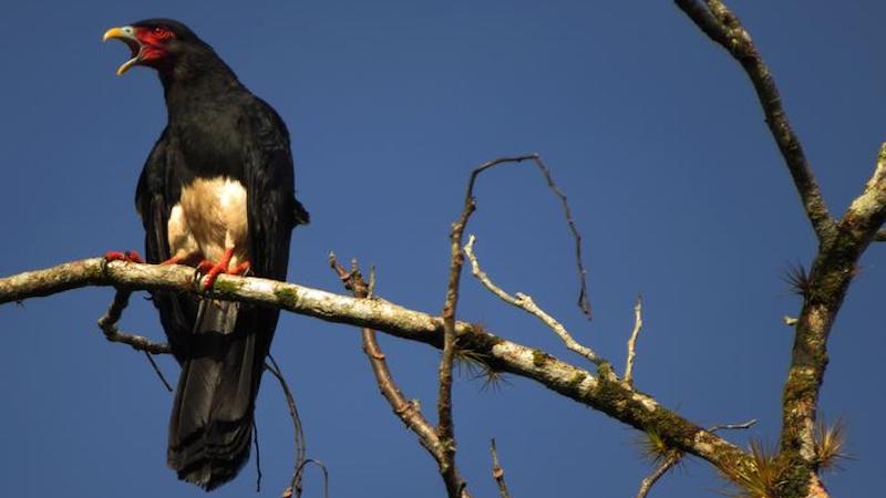 An adult Red-throated caracara (Ibycter americanus) vocalizing and perching on a branch of a tree in the Upala's (Alajuela province) rain forest of Costa Rica. CREDIT: Pablo Camacho