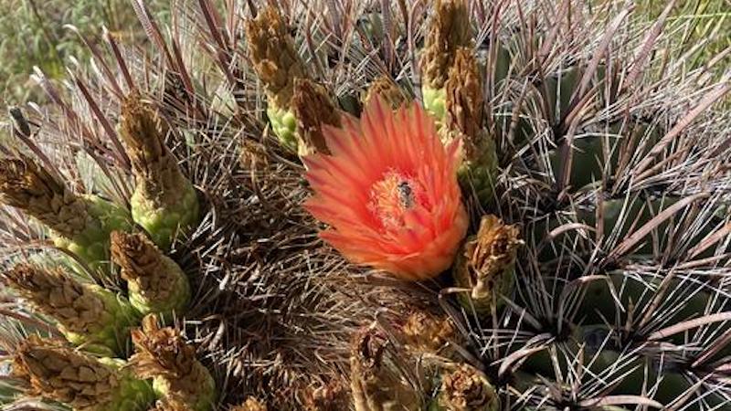 A flowering fishhook barrel cactus (Ferocactus wislizenii) receiving a visit from a native bee in Arizona, USA. This study found evidence of declining pollinator occurrence in the western US over the past several decades. CREDIT: Sara Souther, CC-BY 4.0