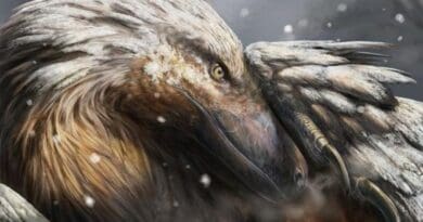 The artist’s impression shows a dromaeosaur, a type of feathered theropod, in the snow. This dinosaur group is popularly known as a raptor. A well-known dromaeosaur is Velociraptor, portrayed in the film Jurassic Park. CREDIT: Davide Bonadonna/Universidade de Vigo/UCL