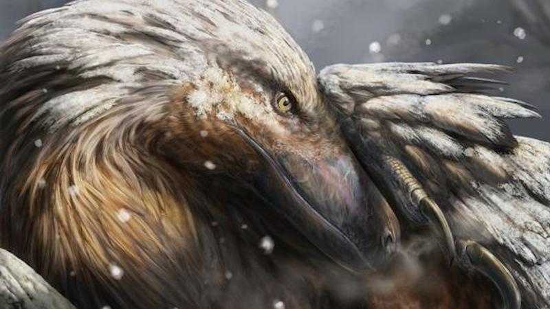 The artist’s impression shows a dromaeosaur, a type of feathered theropod, in the snow. This dinosaur group is popularly known as a raptor. A well-known dromaeosaur is Velociraptor, portrayed in the film Jurassic Park. CREDIT: Davide Bonadonna/Universidade de Vigo/UCL