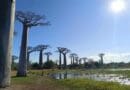 Baobab landscape CREDIT: Alex Antonelli (Royal Botanic Gardens, Kew)