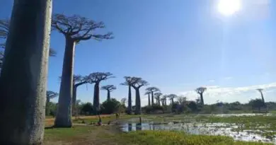 Baobab landscape CREDIT: Alex Antonelli (Royal Botanic Gardens, Kew)