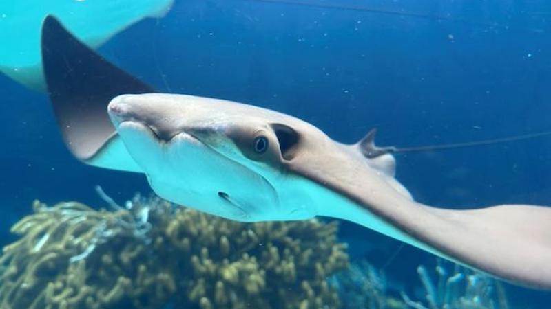 An Atlantic cownose ray (Rhinoptera bonasus) CREDIT: Cecilia Hampton, FAU Harbor Branch