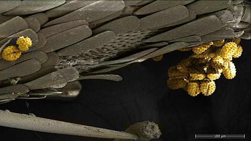 This scanning electron microscope image captures a butterfly covered with pollen grains, highlighting the critical role Lepidopterans play in pollination. Each pollen grain, shown in yellow, sticks to the scales and hairs of the butterfly, showing how pollen is picked up from flowers CREDIT: Photo courtesy UT Arlington