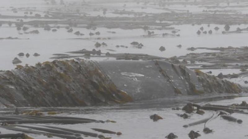 A gray whale swimming in healthy kelp. Photo collected under NOAA/NMFS research permit #16111. CREDIT: GEMM Lab, Marine Mammal Institute, Oregon State University.