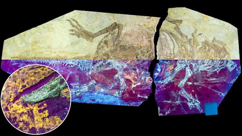 Studied dinosaur specimen NJUES-10 under natural (upper half) and UV light (lower half) showing the orange-yellow fluorescence of the fossil skin. CREDIT: Dr Zixiao Yang