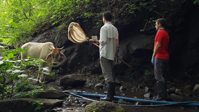 A cow in a forest of the Alajuela province of Costa Rica meanders near the entrance to a cave where researchers are gathering data on vampire bats and the ecology of the rabies virus. CREDIT: Photo by Amanda Vicente