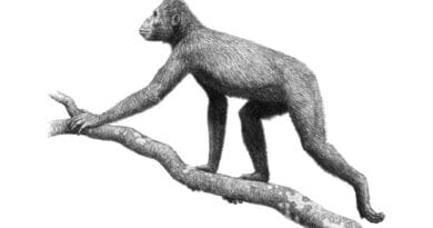 Proconsul africanus was an ape which lived from about 23 to 14 million years ago during the Miocene epoch. Credit: Mauricio Antón, published with Alan Turner, Wikipedia Commons