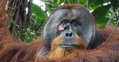 Facial wound of adult flanged male Rakus (photo taken two days before applying the plant mesh to the wound). CREDIT: Armas / Suaq Project