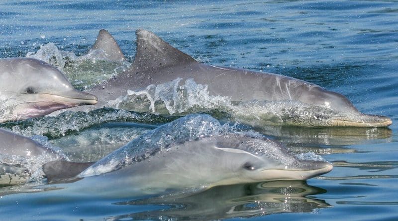 A group of Guiana dolphins (Sotalia guianensis) in Rio de Janeiro’s waters. Image courtesy of Instituto Boto Cinza.